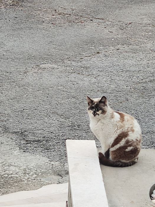 Gata  esterilizada