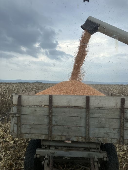 Кукуруза зерно суха