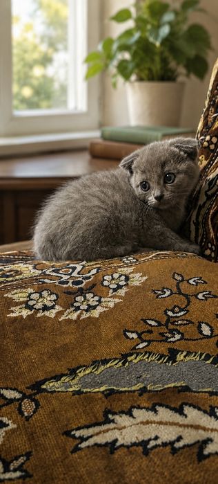 Скоттіш фолд дівчинка