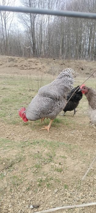 Koguty amrock australorp