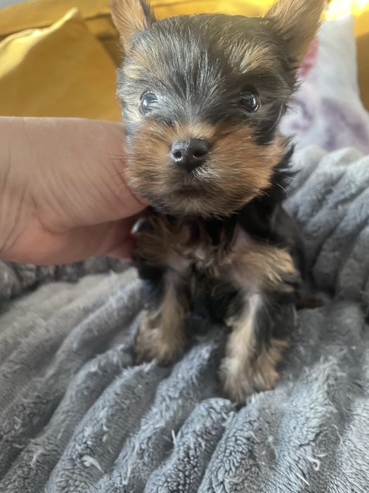 Suczka york yorkshire cudna xxs miniaturka mini
