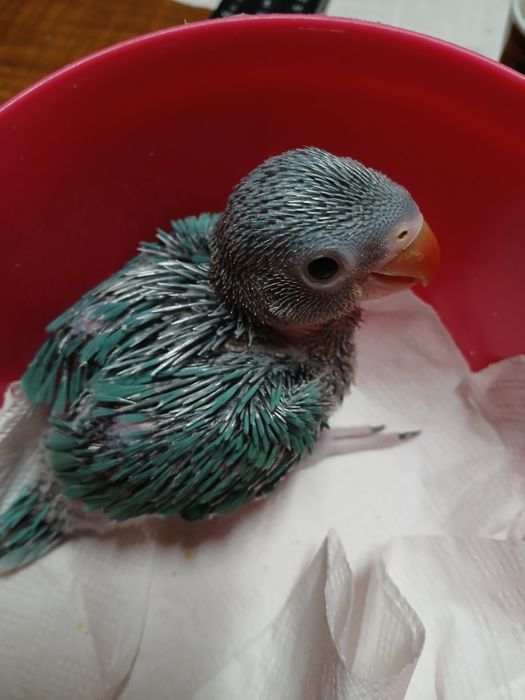 Ringneck azul  para criar a mão