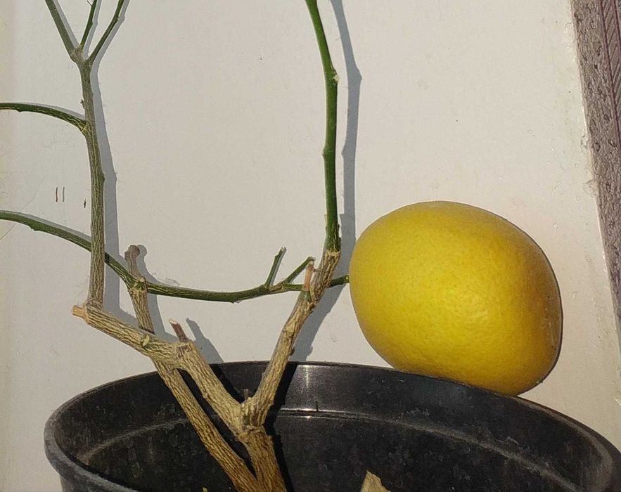 Лимони кімнатні рослини різного віку