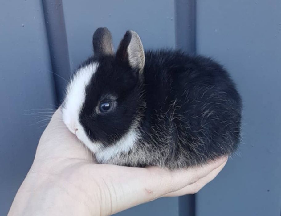 Mini Dwarf Rabbits + New Cage + Proper Food64564000003971120