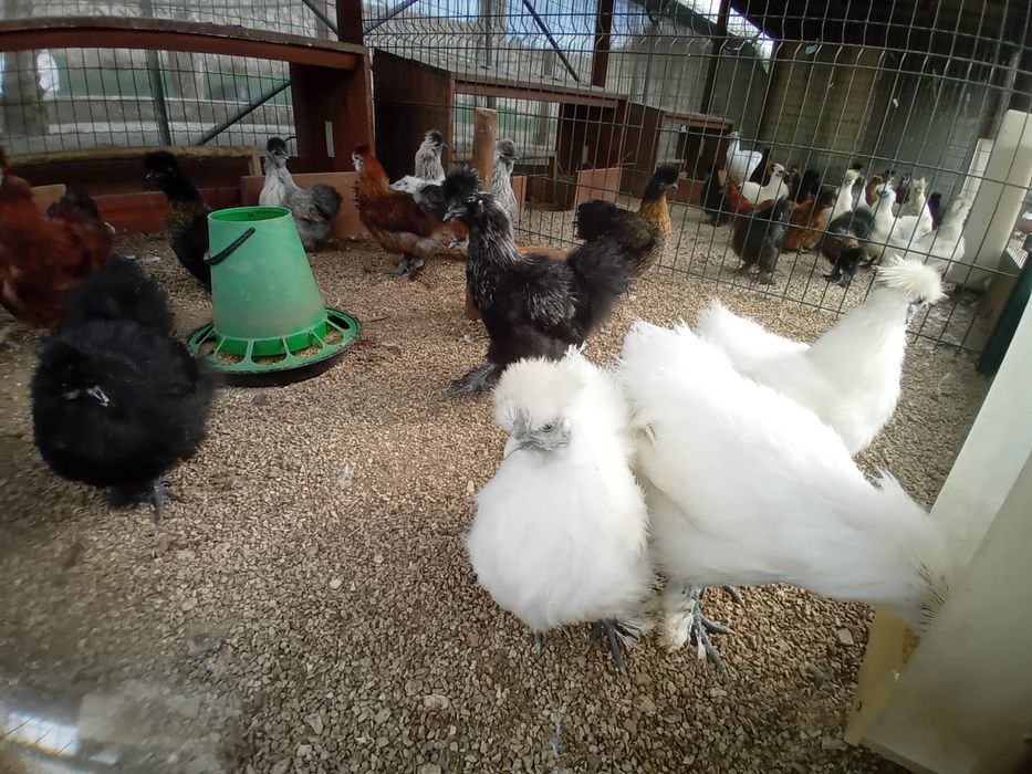 Galinhas Sedosas do Japão