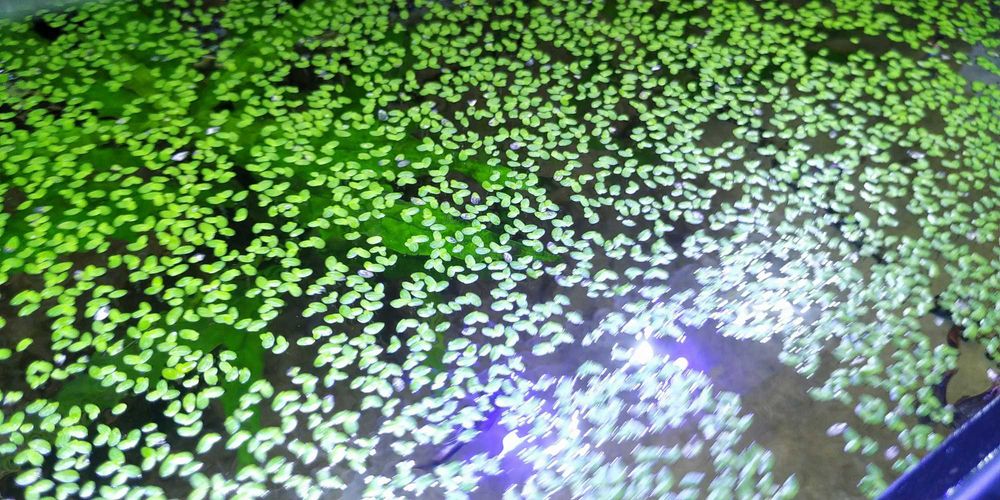 Planta flutuante Lemna Minor ou lentilha d'água