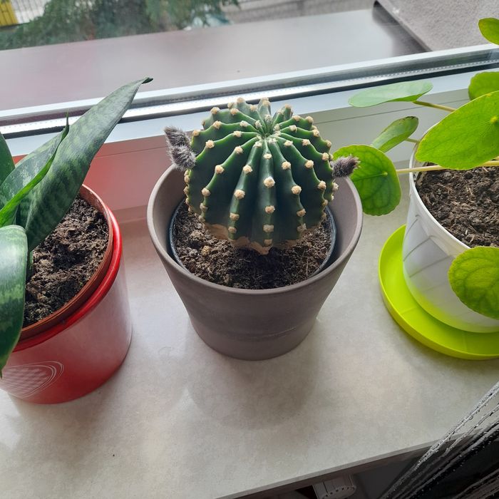 Kaktus kwitnący, duże kwiaty