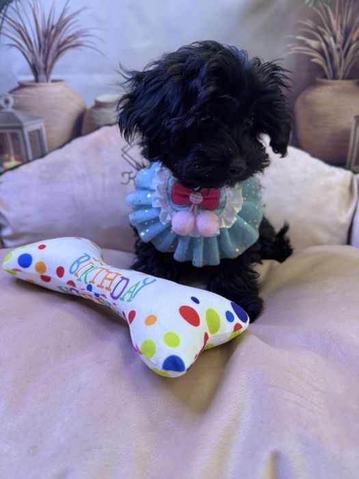 Yorkiepoo suczka. York& pudel toy