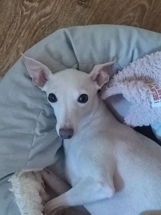 В'язка(Случка) Левреток ( італьянський грейхаунд).Королівська порода