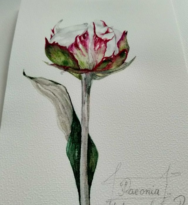 Piwonia. Akwarela botaniczna