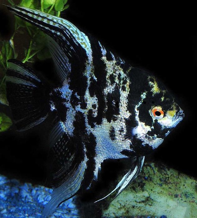 GB Skalar Marmurkowy - dowóz ryb!