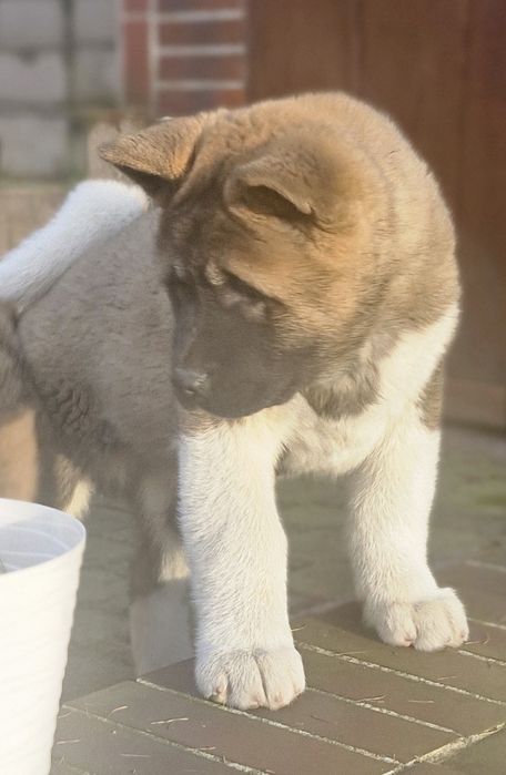 Akita Amerykanska FCI piesek zkwp