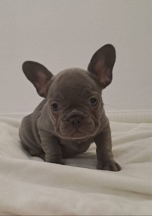 Menina BulldogFrances