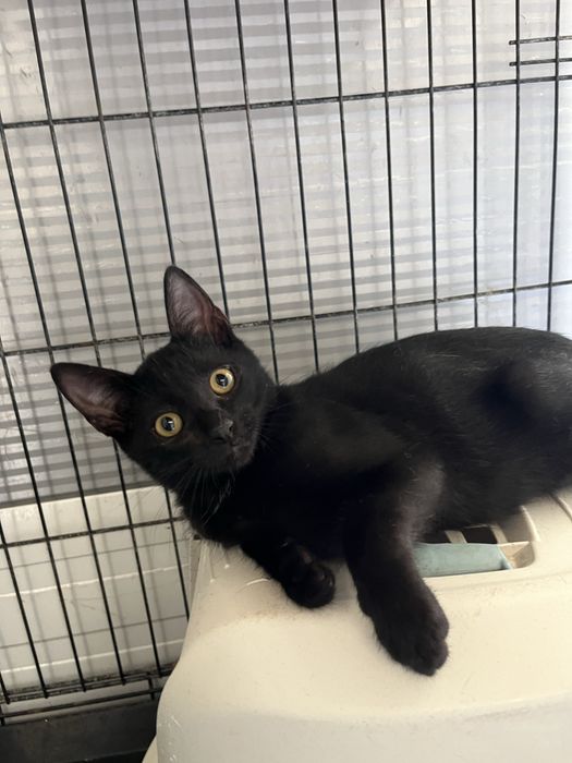 Mogli- Gatinho bebé