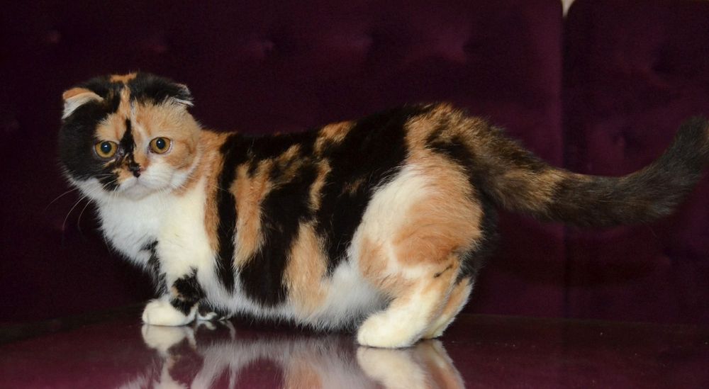 Девочка манчкин килт