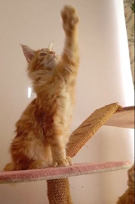 Котята с питомника IZUMRUD