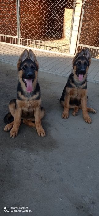 Продаються цуценята німецької вівчарки