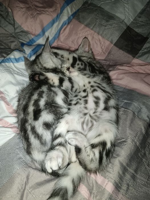 Продаж кошенят шотландські прямоухі мраморні