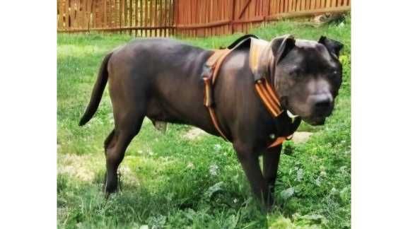 Amstaff- GRZECZNY,domowy, SPOKOJNY (adopcja)