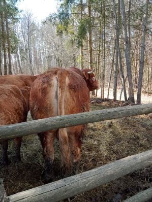 Sprzedam byka rozpłodnika