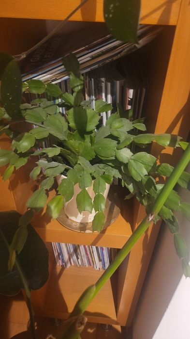 Kwiat domowy jak i ogrodowy szczawik