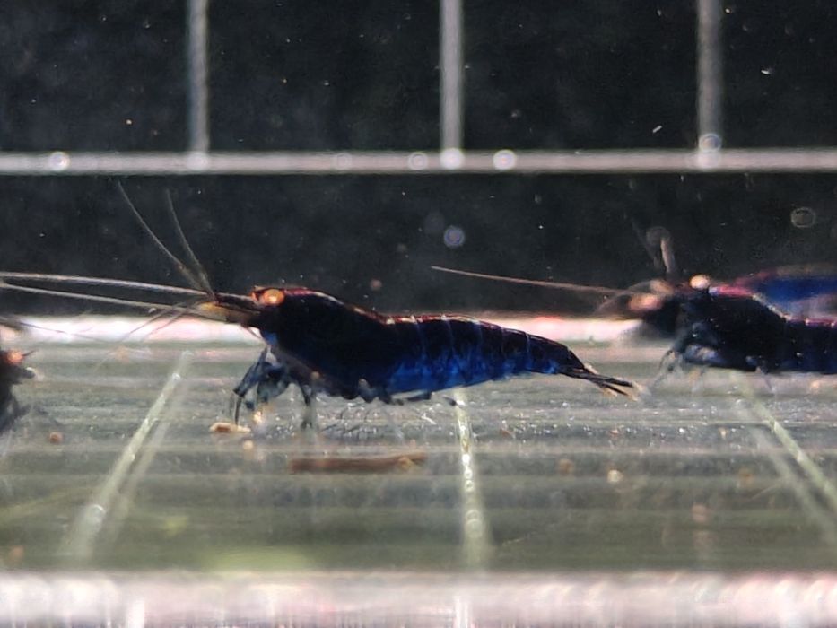 Krewetki Caridina Royal Blue Tiger OE