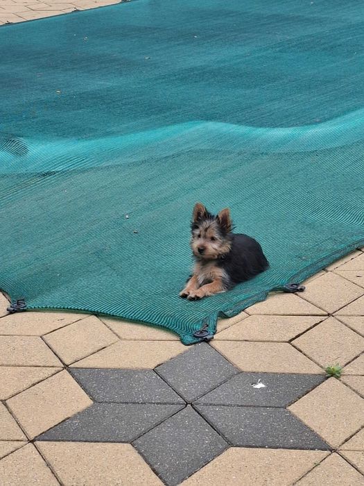 YorkShirre Terrier z Rodowodem Piesek
