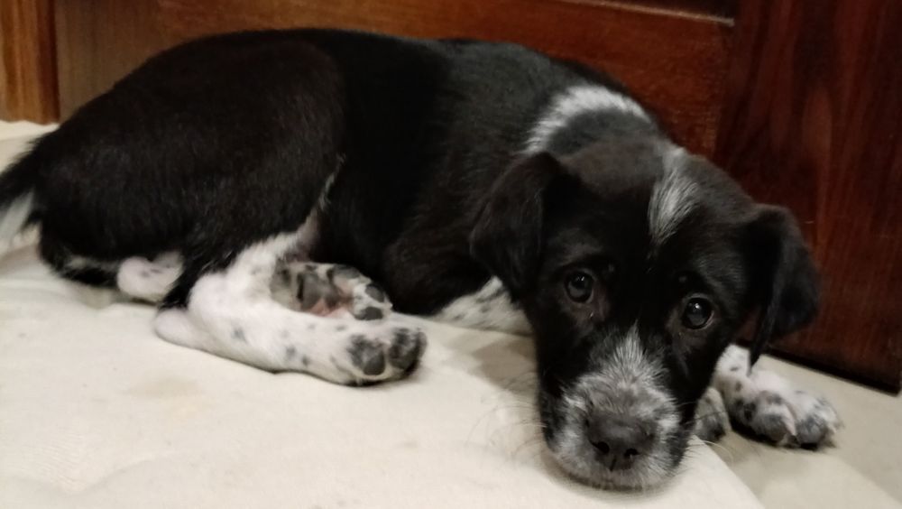 szczeniak szukaja domu