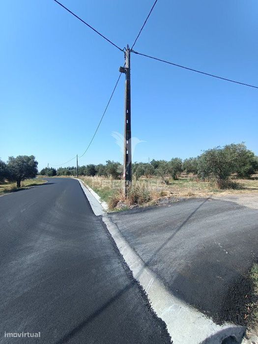 Terreno com Olival Tradicional – 11.250 m² | Estrada da Figueira, C...