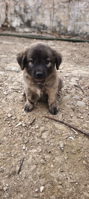 Cachorros para adoção