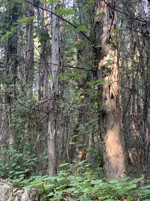 Vendo madeira em pé, bons acessos!