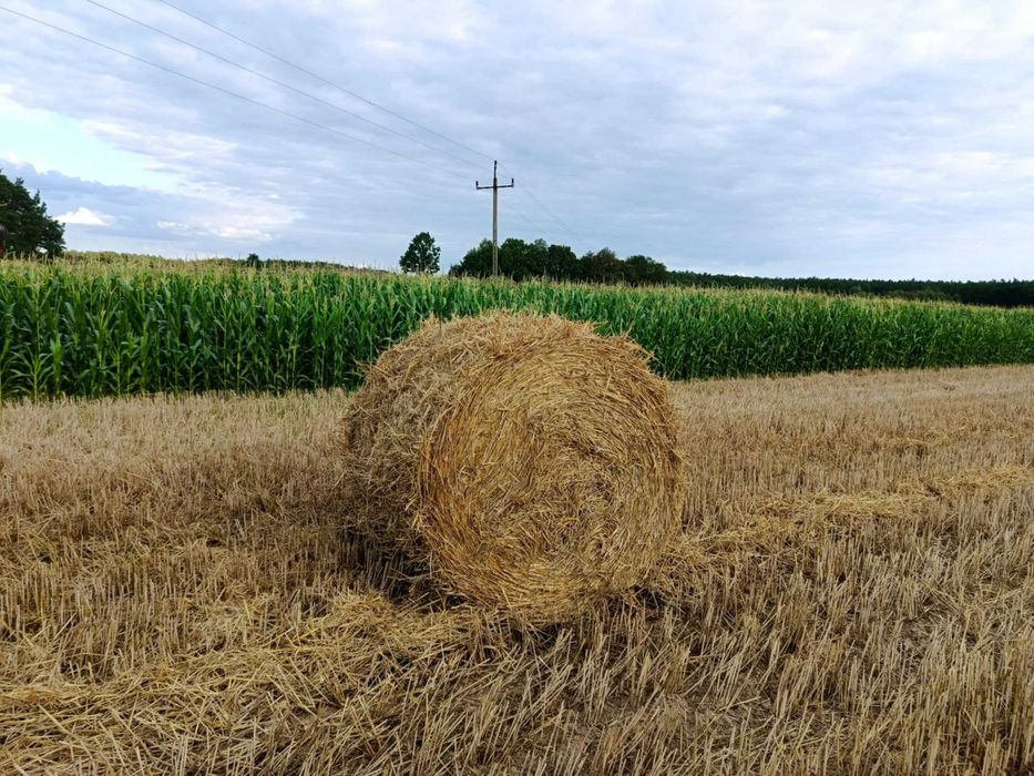 Słoma w belach  żyto pszenżyto sucha przykryta transport