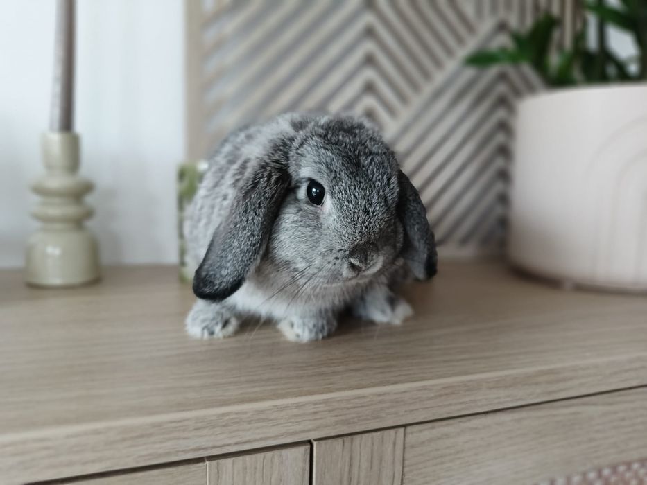 Królik Mini Lop - samiec wraz z klatką I akcesoriami