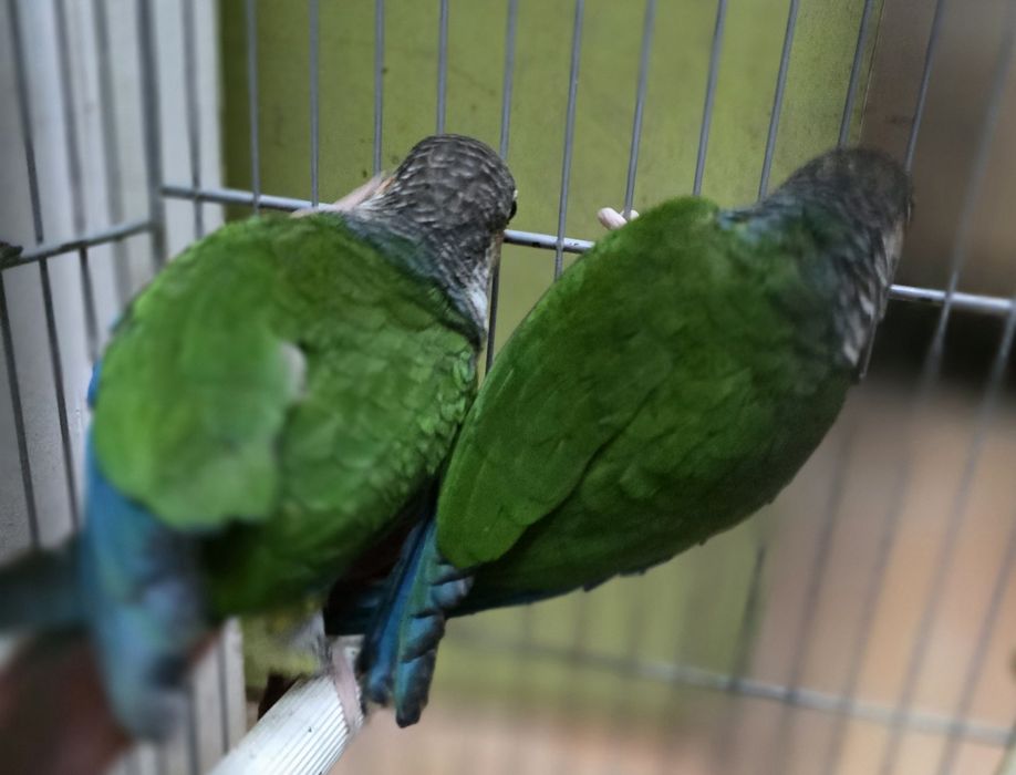 Pyrrhuras casal pronto a criar