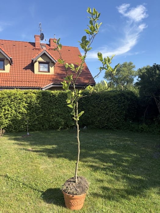 drzewko magnolia jasny róż 3m wys. - sprzedam