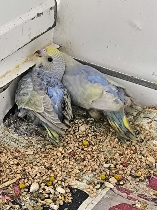 Periquitos bebés