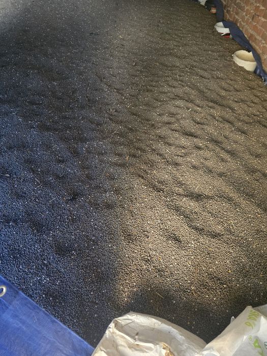 Sprzedam łubin słodki