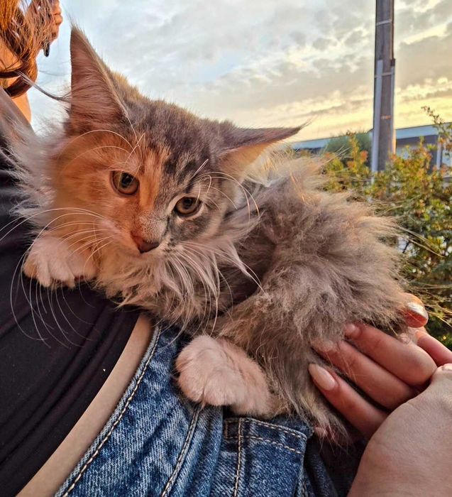 Gatinho bosques da noruega