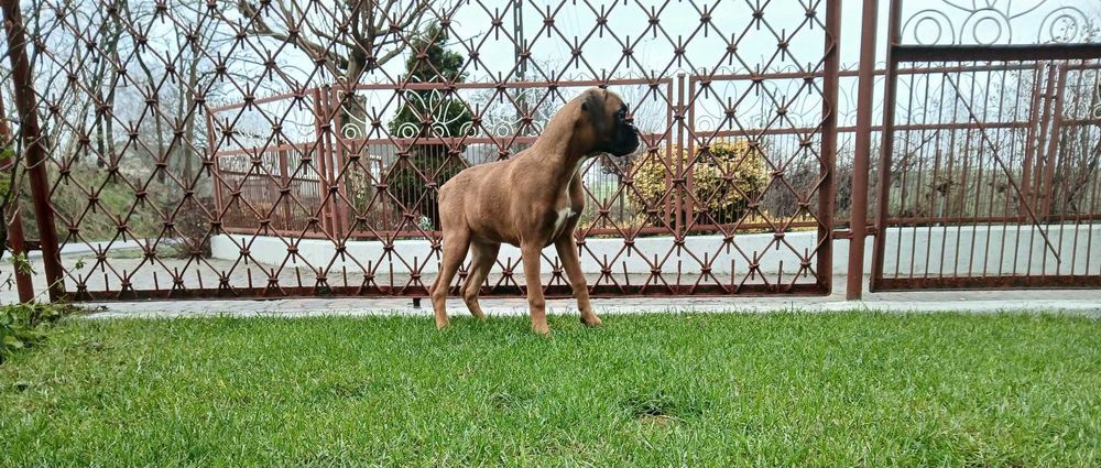 Bokser suczka 4 miesiące