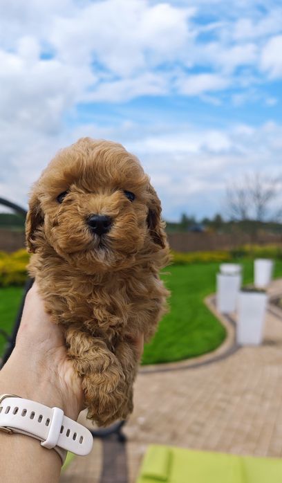 **Cavapoo** cudowna suczka!