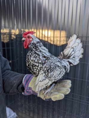 Kogut rasowy srebrytka młody