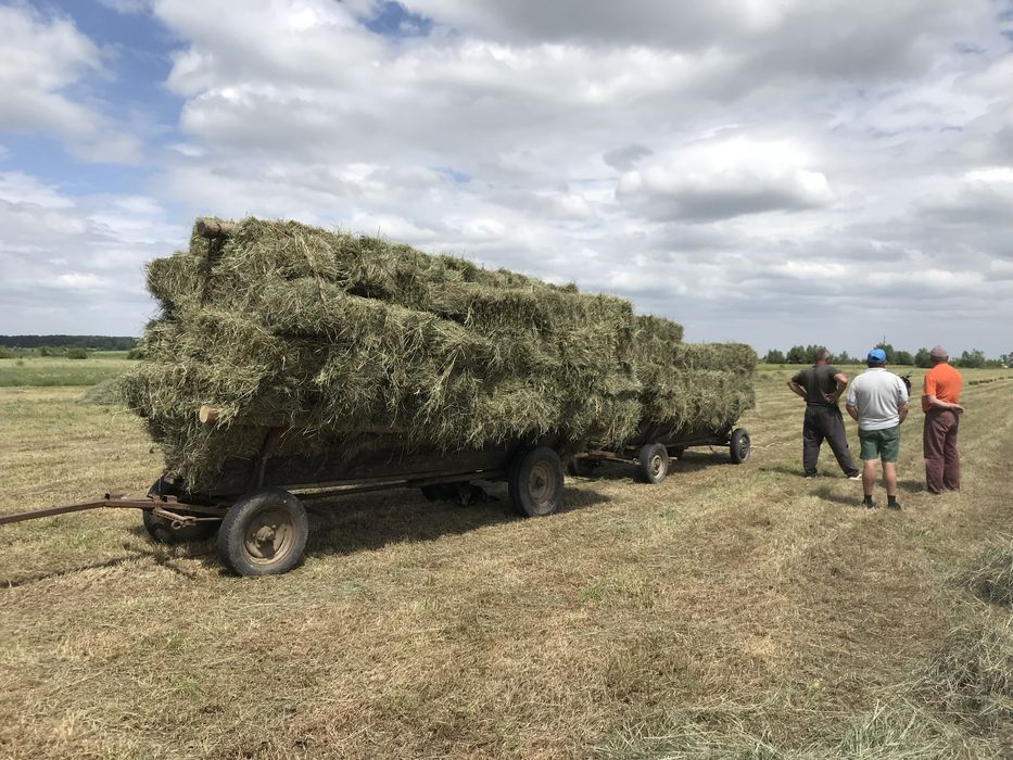 Продам сіно в тюках.Тюки 2026