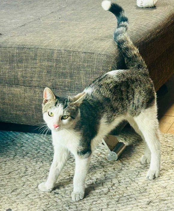 Kiwuś – kocia miłość, która nie zna barier. Adoptuj!