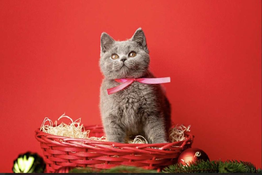 Koty Brytyjskie z rodowodem