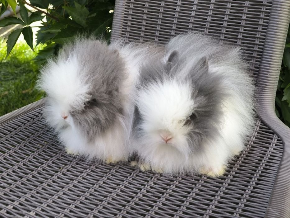 Króliczki karzełki Teddy mini króliki metryka