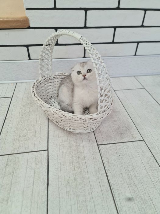 Шотландська срібна шиншила