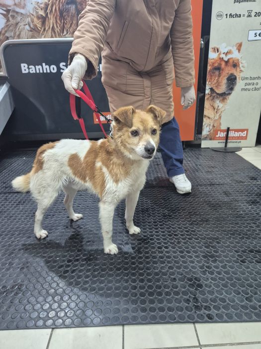 Cão porte pequeno médio 4 anos castrado