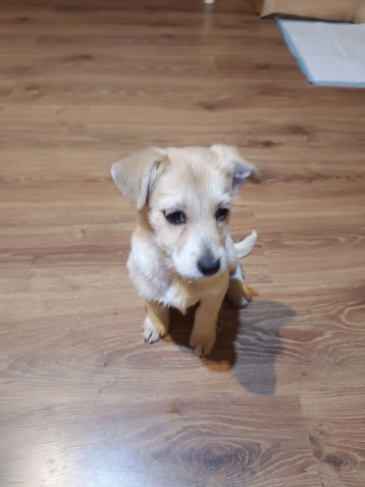 Sunia szuka rodzinki