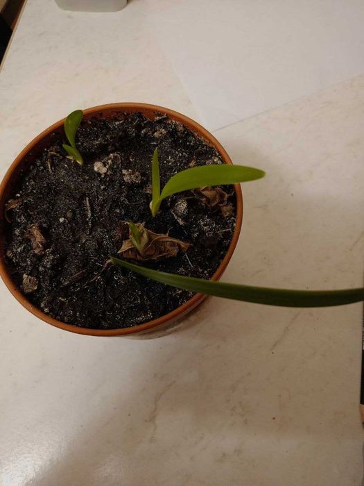 Цветы гиппеаструм «Royal Red»