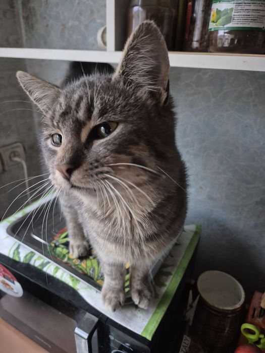 Отдам кота в добрые руки